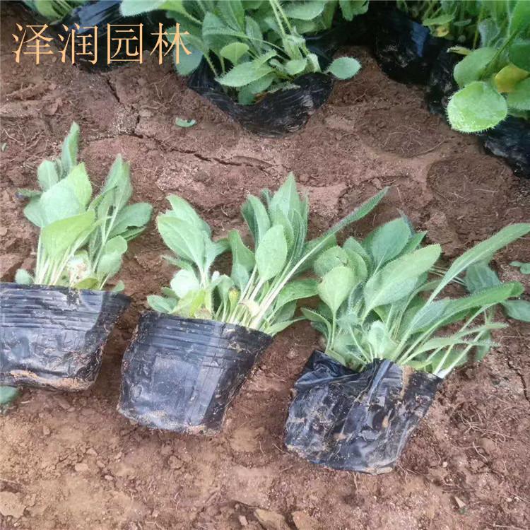 黑心金光菊 基地