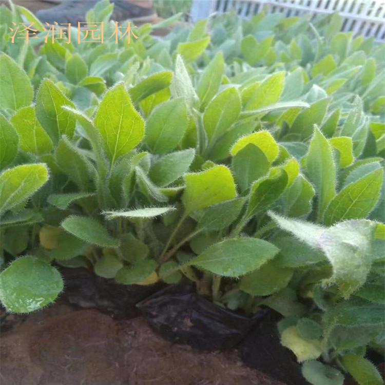 黑心菊 产地