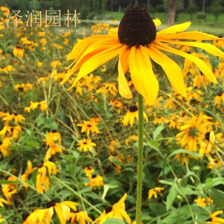 黑心金光菊 订养