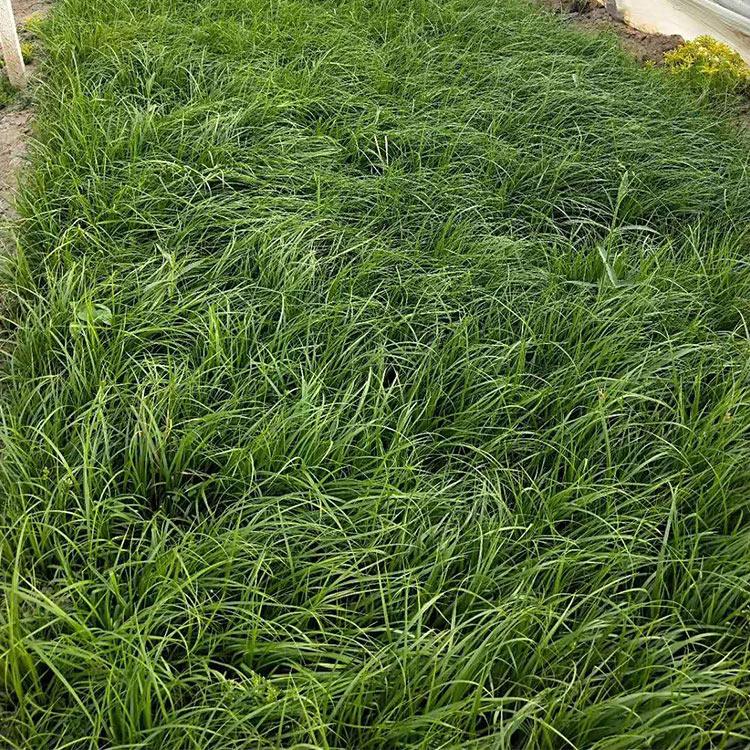 青绿苔草供应商 基地供应 青州青绿苔草