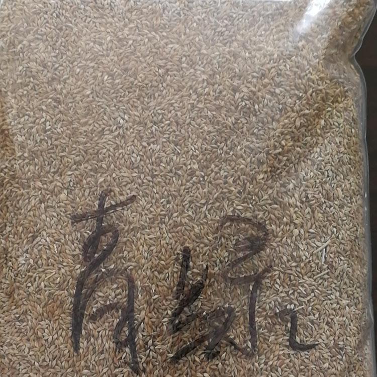 青绿苔草价格 基地供应 青州青绿苔草