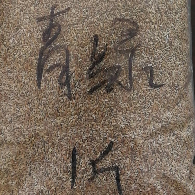 青绿苔草行情 基地供应 青州青绿苔草