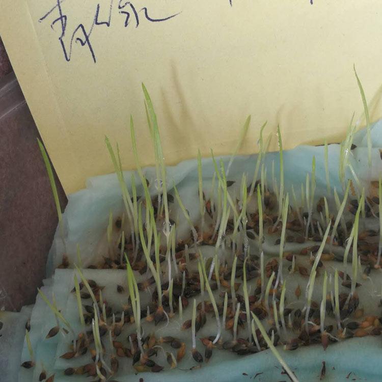 青绿苔草价格 基地直售 青州青绿苔草