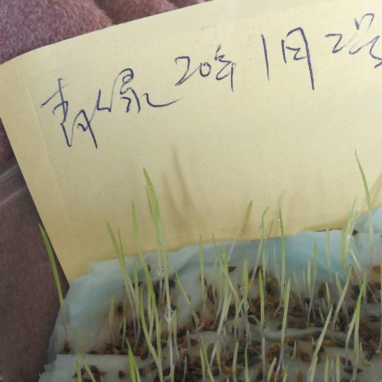 青绿苔草直销 大量批发 山东青绿苔草