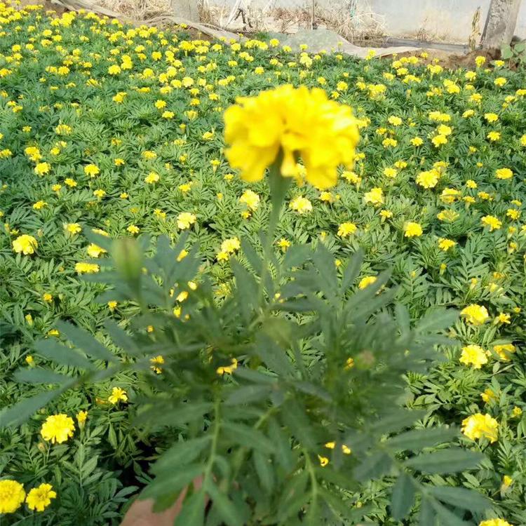 孔雀草种植基地 价格从优 山东孔雀草