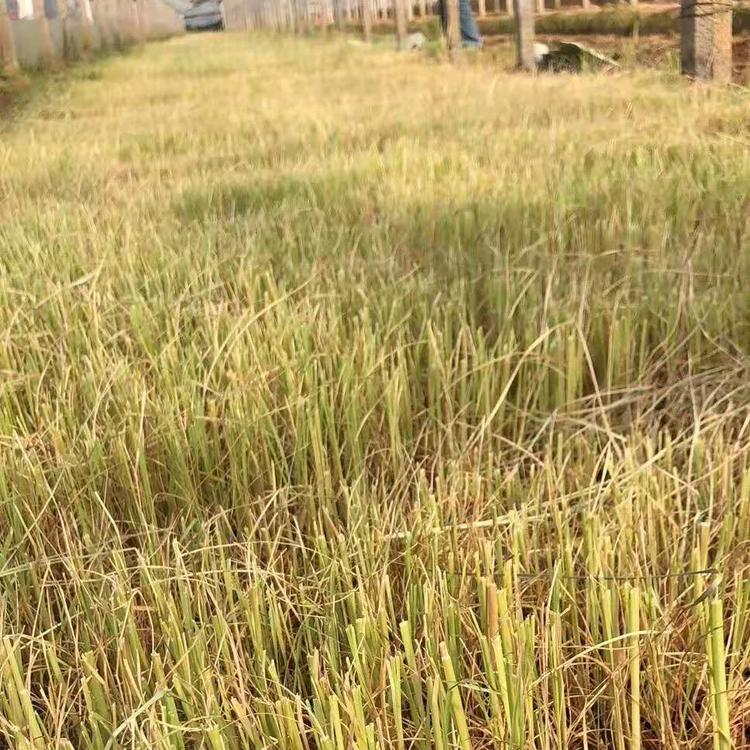 山东基地狼尾草_观赏草花狼尾草批发价格销售