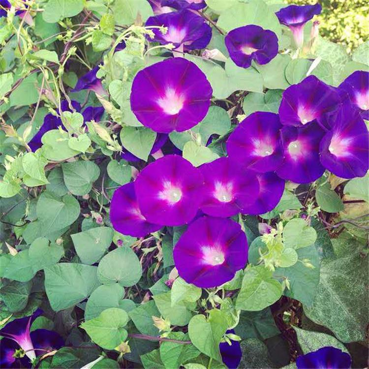 牵牛花 牵牛花种子   牵牛花报价    牵牛花苗 青州地被 草花销售