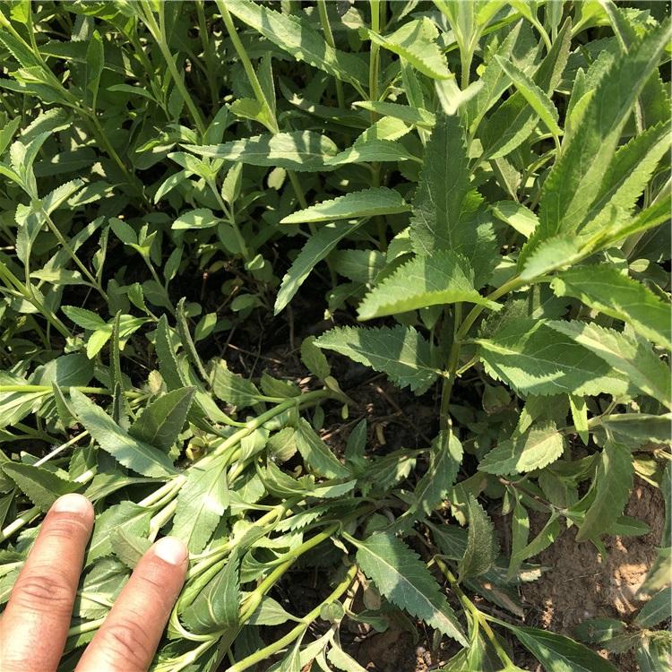 婆婆纳苗行情 批发基地 青州婆婆纳苗