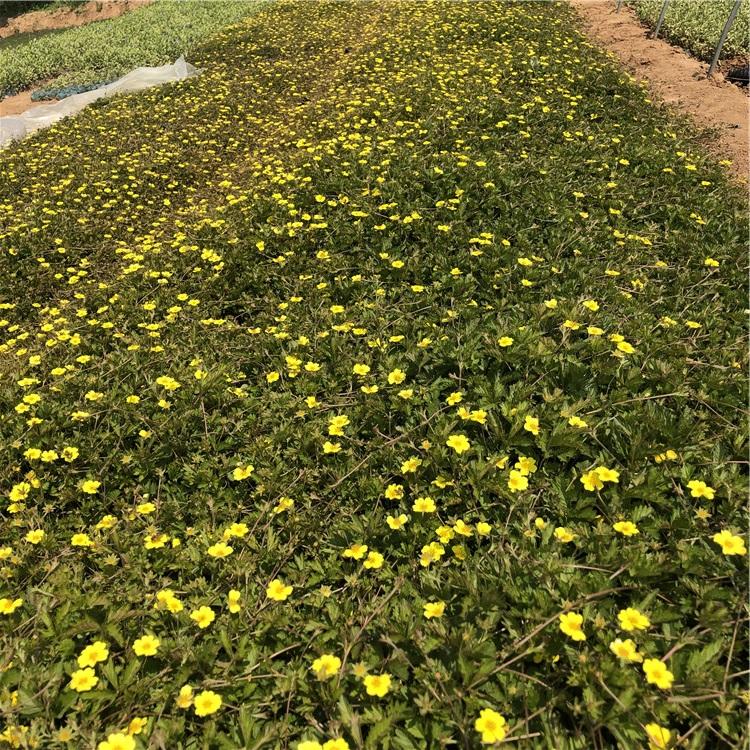 青州三叶委陵菜小苗 大量批发 三叶委陵菜小苗批发