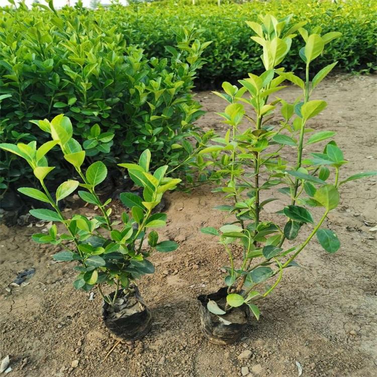 卫矛种植方法卫矛供货商卫矛图片山东卫矛报价表