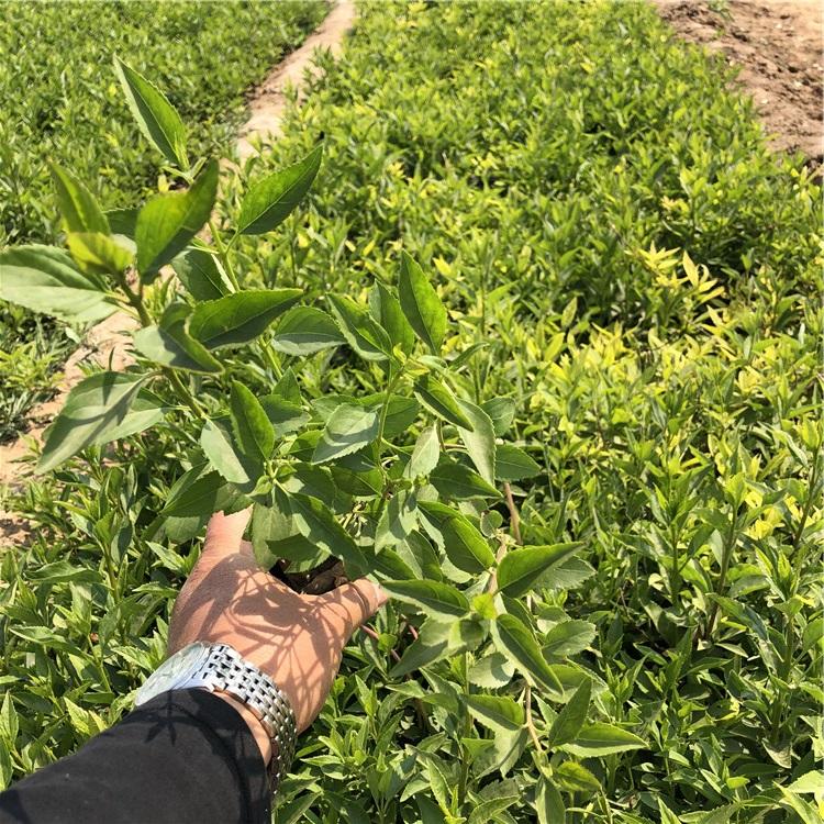 连翘盆栽种植基地 基地直售 连翘盆栽