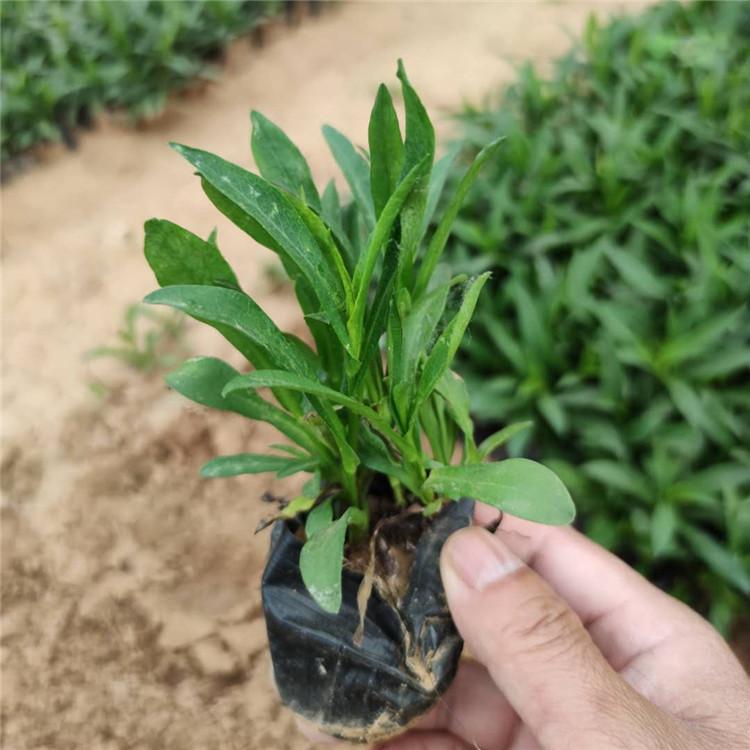 潍坊宿根花卉批发商  荷兰菊批发  荷兰菊小苗供应