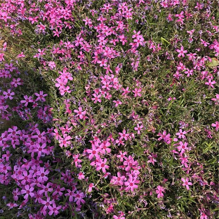 山东宿根福禄考批发商——龙武园林 福禄考小苗种植基地