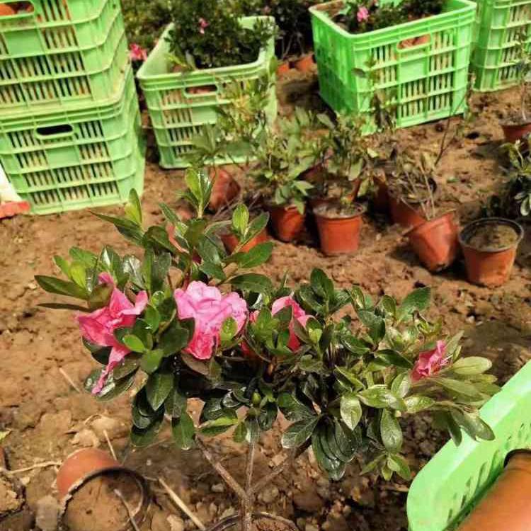 石岩杜鹃种植_ 石岩杜鹃出售  找林博园林
