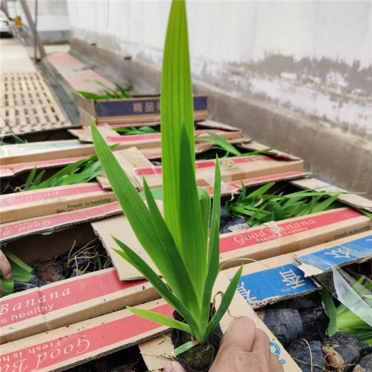 青州基地直销鸢尾  水生植物批发价格  长期供应鸢尾