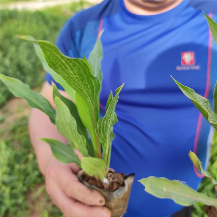 紫玉簪种植基地   山东紫玉簪供应  玉簪批发价格