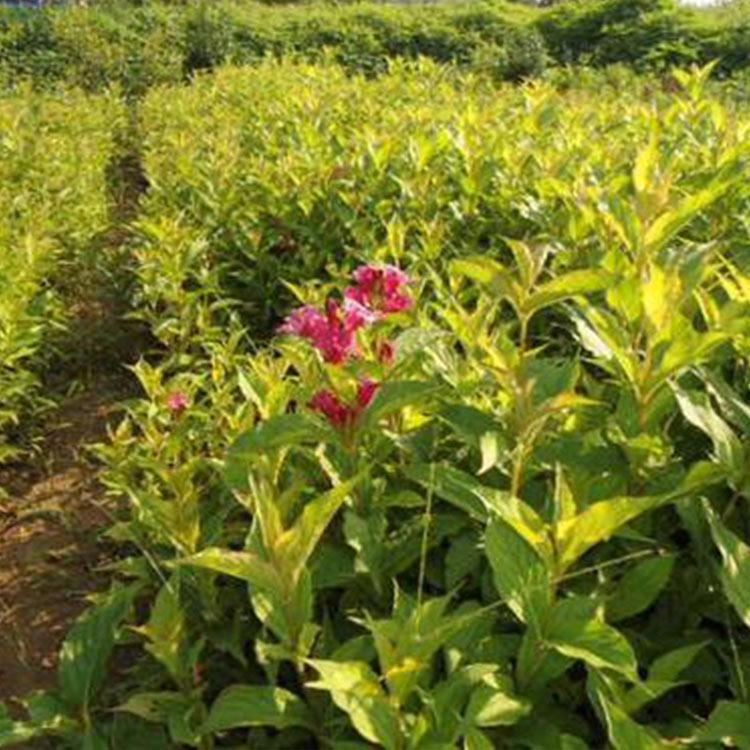 红王子锦带苗大量批发 价格从优 山东红王子锦带苗