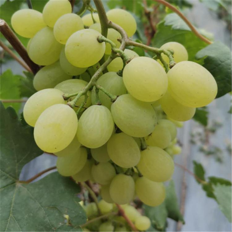 供应 套袋葡萄 葡萄品种 大量上市