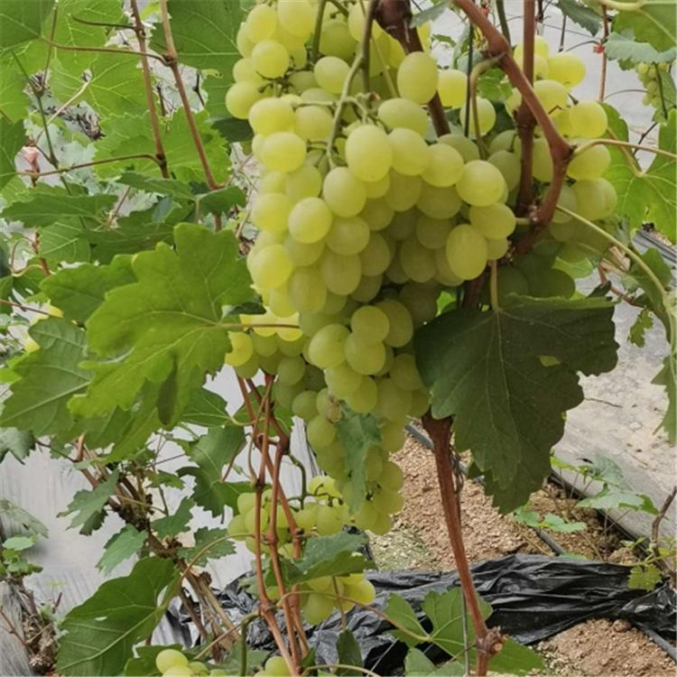 耐运输 维多利亚葡萄 葡萄品种 大量上市