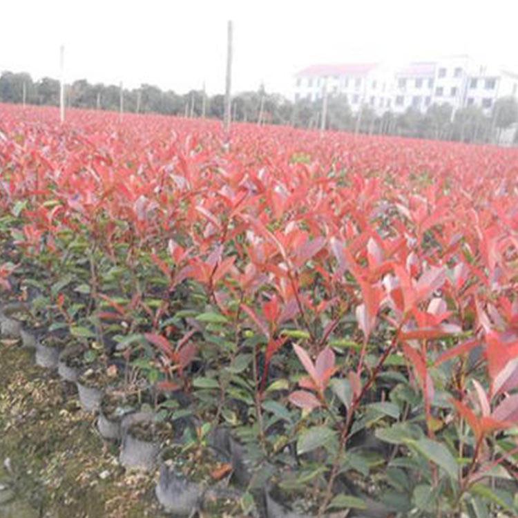 批发基地 绿化苗红叶石楠 绿化苗红叶石楠行情