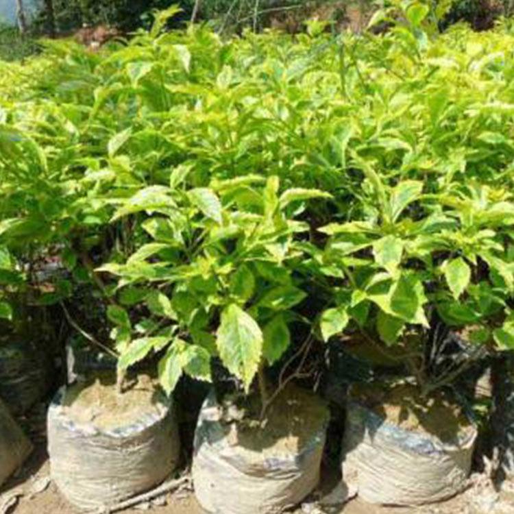连翘苗 山东连翘苗 连翘苗种植基地