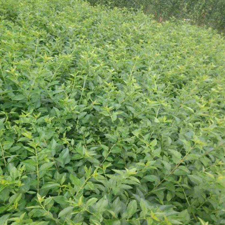 连翘盆栽供应商 订购报价 山东连翘盆栽