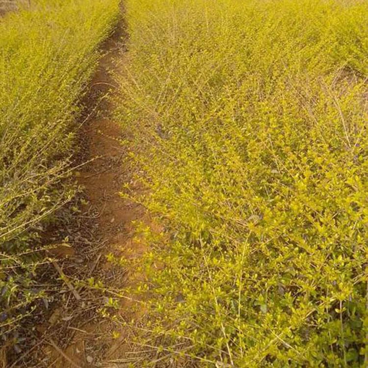连翘批发 价格从优 山东连翘