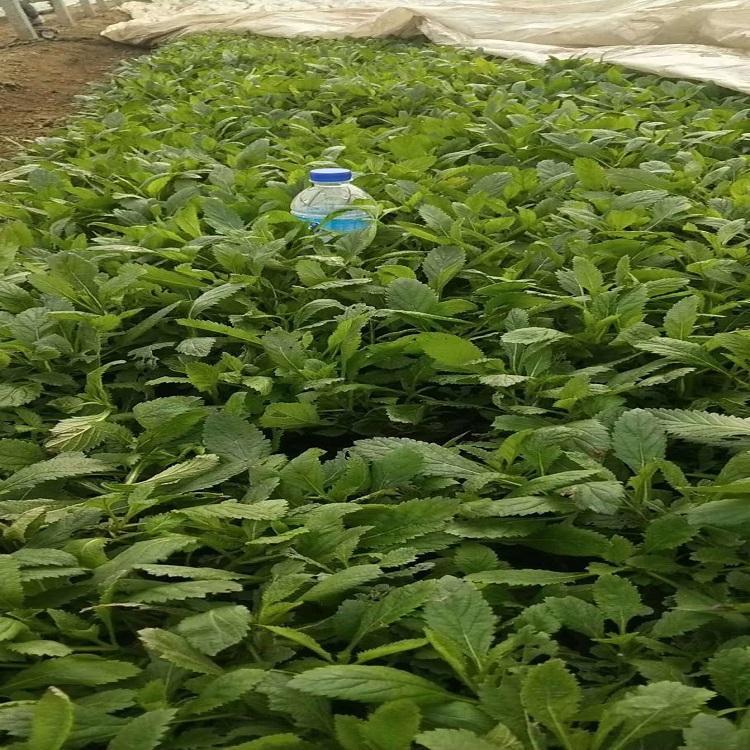常年供应马鞭草  马鞭草报价  欢迎致电