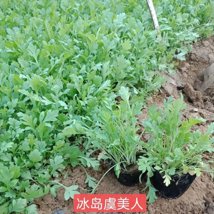 冰岛虞美人直销 麦田花卉 青州冰岛虞美人