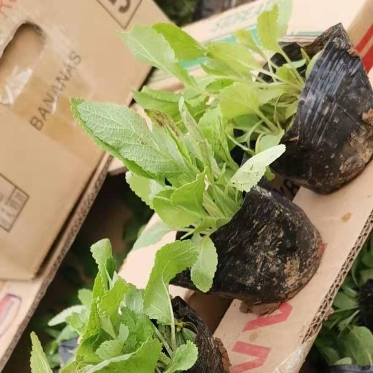 基地供应 绿化用鼠尾草 绿化用鼠尾草大量批发