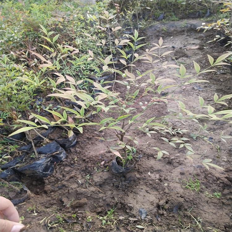 南天竹品种山东南天竹基地火焰南天竹四季红南天竹价格批发江瑞园艺苗圃直供