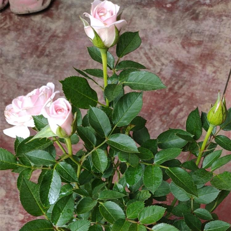 价格实惠 玫瑰 青州玫瑰种植基地