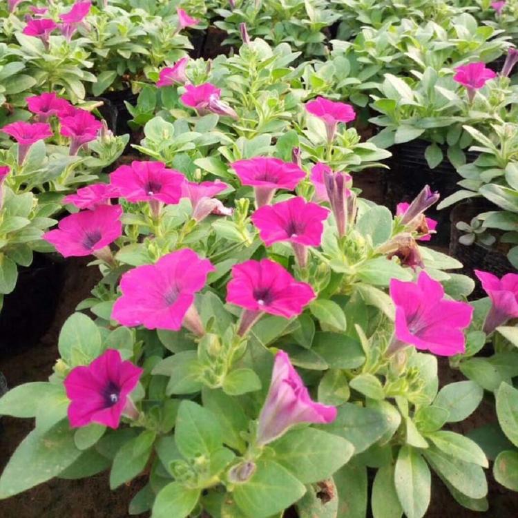 垂吊牵牛批发 垂吊牵牛种植基地 常年供应