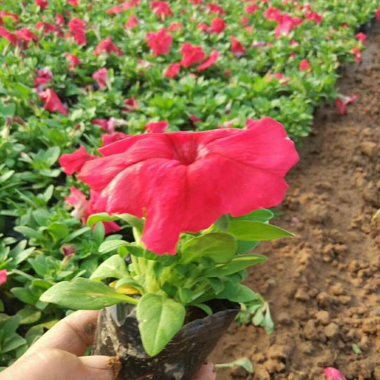基地直销 观赏草花矮牵牛 矮牵牛直销 草花种植基地