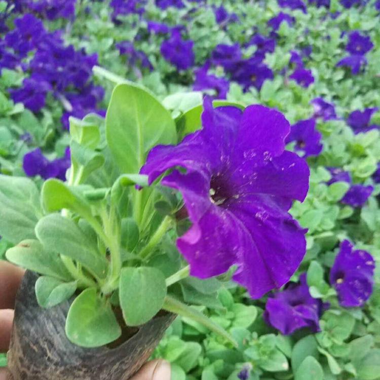 矮牵牛批发商   立腾花卉基地直销矮牵牛   矮牵牛大量出售