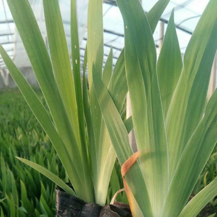 鸢尾常年出售    立腾花卉鸢尾培育种植基地     鸢尾批发供应商