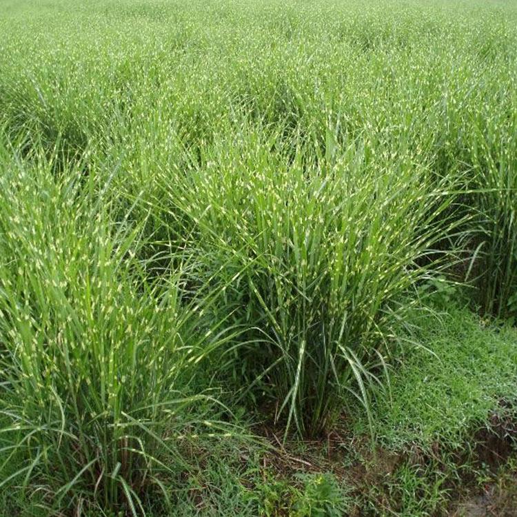 山东斑叶芒杯苗 基地供应 斑叶芒杯苗价格