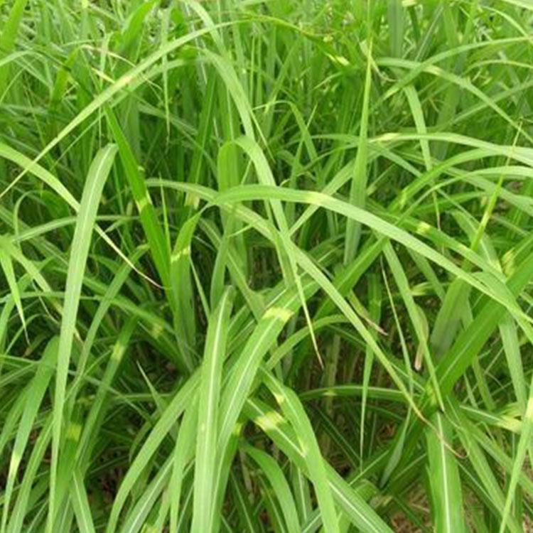 现货供应 斑叶芒苗批发商 青州斑叶芒苗