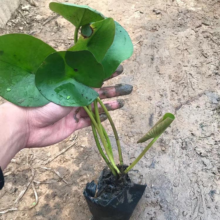 睡莲供应商 森灏花卉 山东睡莲批发
