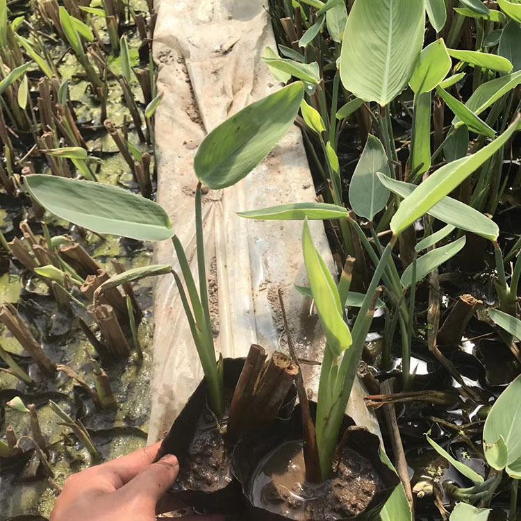 梭鱼草小苗价格 山东梭鱼草小苗