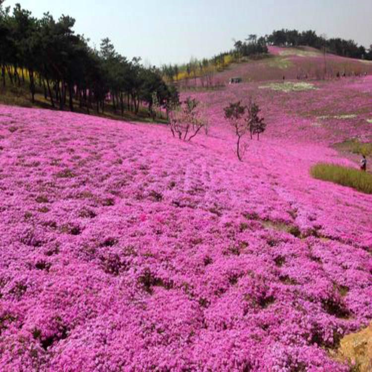 福禄考价格  福禄考花海