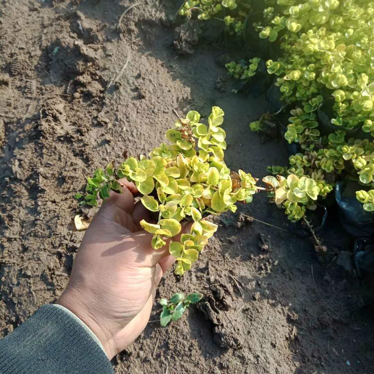 过路黄价格   过路黄花带色系搭配  花海专用