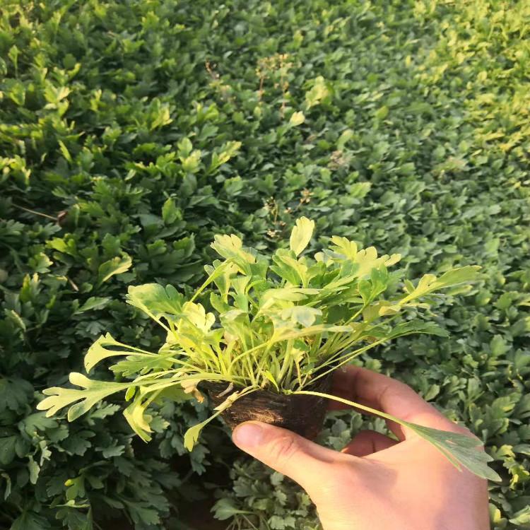 冰岛虞美人价格 花海专用花
