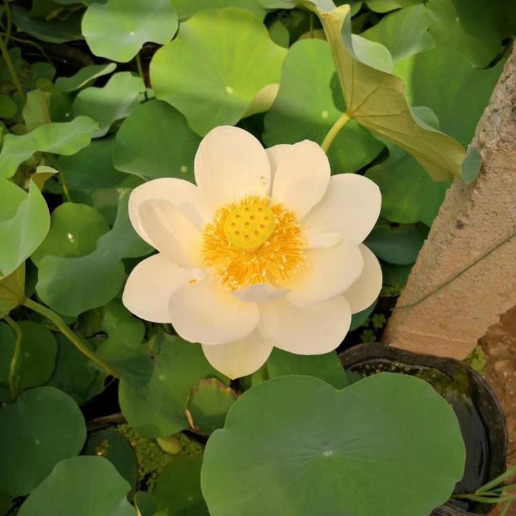 水生植物种类睡莲报价山东睡莲基地供应