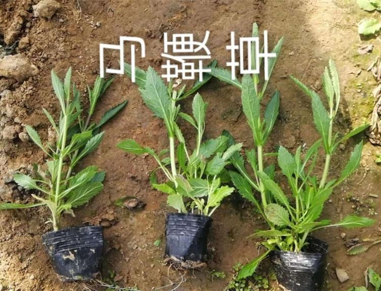 江瑞园艺马鞭草价格马鞭草小苗出售山东马鞭草批发