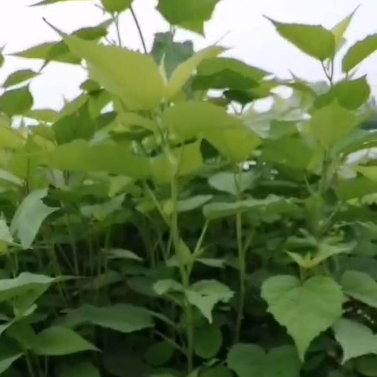 青州绿化苗木基地 大花秋葵价格