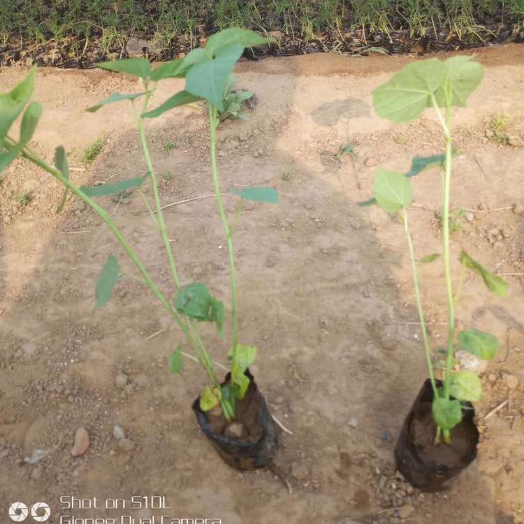 绿化用大花秋葵价格 大花秋葵开花图片