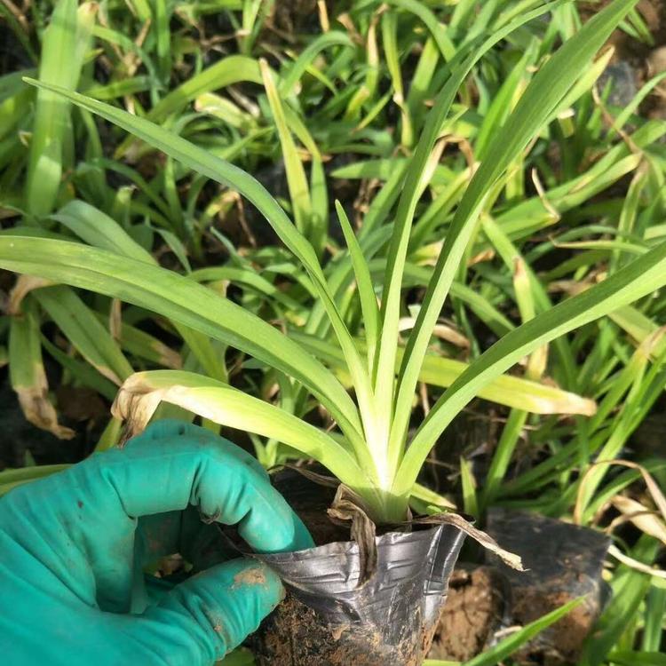 青州杯苗大花萱草价格