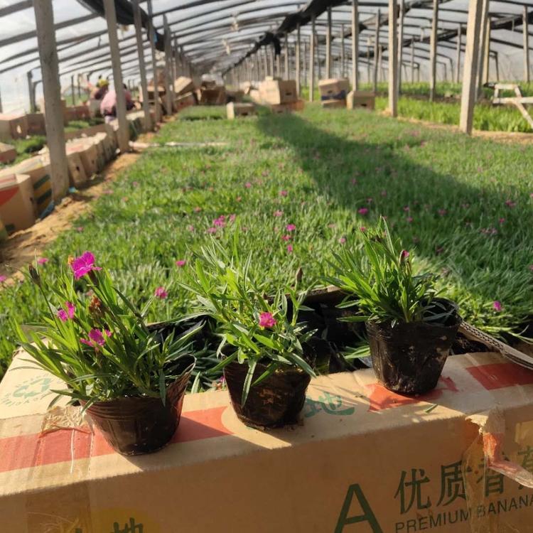 耐寒欧石竹价格 青州绿化苗木基地