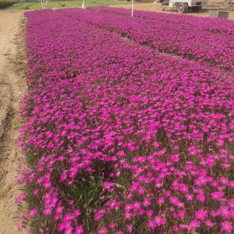 青州市金泉绿化苗木打造欧石竹花海